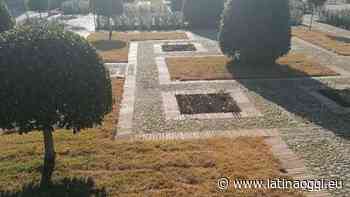 L'erba giapponese che rende gialli i giardini di piazza del Popolo a Latina - latinaoggi.eu