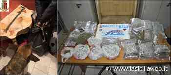 Catania, 'erba' nella cabina ascensore - lasiciliaweb | Notizie di Sicilia