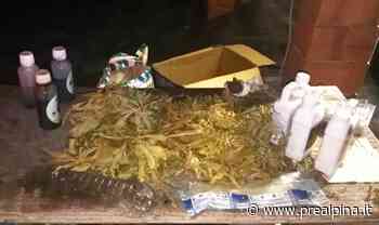 Nel sottotetto spunta "erba" - La Prealpina