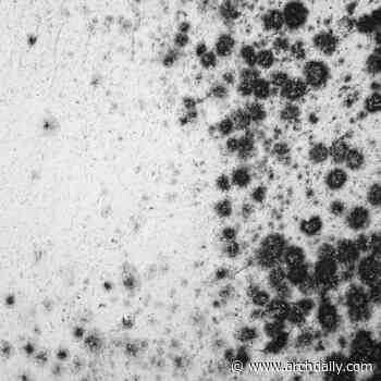 The Threat of Black Mold to Architecture and its Inhabitants - ArchDaily