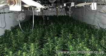 Cannabis worth £1m weighing quarter of a tonne seized in Gateshead raids