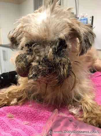 Dog covered in tumours dumped on a street and left to die