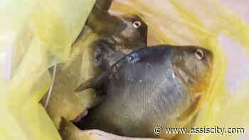 Homem é multado por pesca ilegal em Palmital - Assiscity