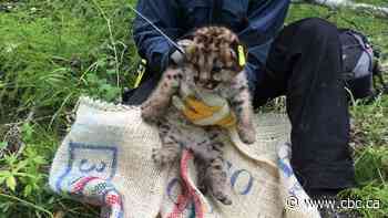 How wildlife biologists in Alberta's foothills fit radio collars on baby cougars