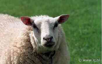 24 schapen dood bij Slappeterp: werk van hond of wolf? - Leeuwarder Courant