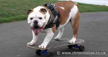 Kiko the skateboarding bulldog has become a Whitley Bay celebrity