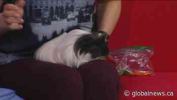 Adopt a Pet: S’more the guinea pig has your winner for the big game