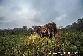 Er is nieuwe natuur ontstaan dankzij hoogwater, ‘en daar zijn we van gaan houden’