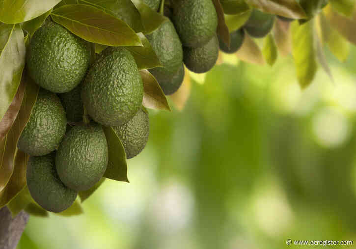 What you should know about avocado trees right now