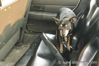 The ‘ultimate distraction’: RCMP warn drivers against unsecured pets in vehicles