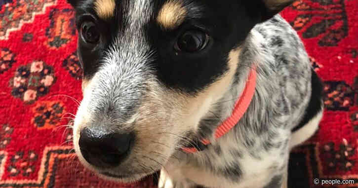 Kacey Musgraves and Husband Ruston Kelly Adopt Adorable Rescue Puppy: 'Meet Pepper'