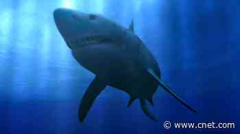 Remnants of shark from 330 million years ago found in a Kentucky cave     - CNET