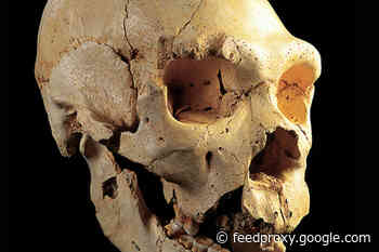 Everyone Has Neanderthal DNA in Their Genome, New Genetic Analysis Shows