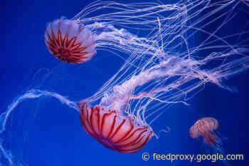 Electrode-Wearing Jellyfish Might One Day Explore the Ocean For Us