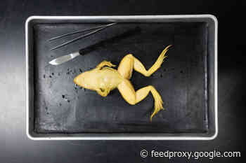 High School Dissections Are a Science Class Tradition. But Are They Doing More Harm Than Good?