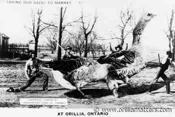 Unique series of postcards told some tall tales about Orillia - OrilliaMatters.Com