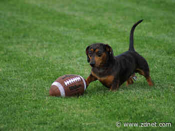 How to stream the 2020 Puppy Bowl and Kitten Bowl online