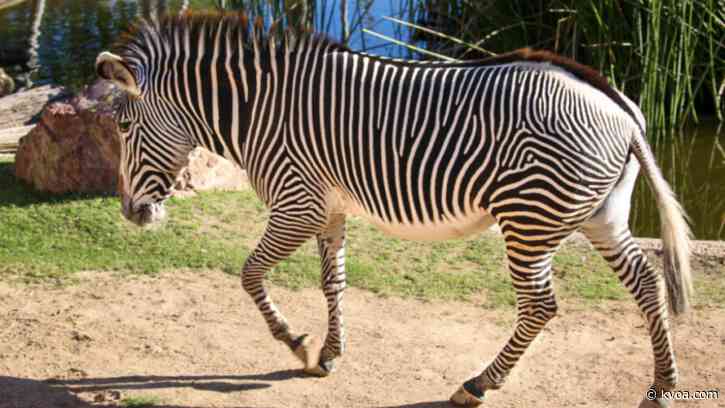 Baby on its way: Reid Park Zoo expects baby zebra to be born this spring