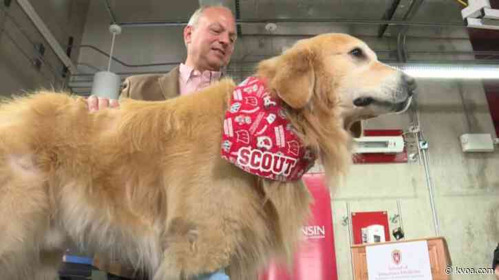 Dog who beat cancer to star in special Super Bowl ad