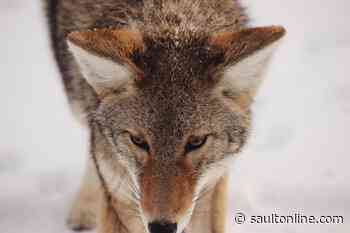 Provincial police arrest wanted man hiding in pine tree after coyote run-in