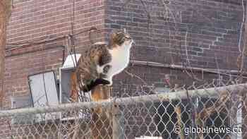 Fort Macleod plans community consultation into feral cat concerns