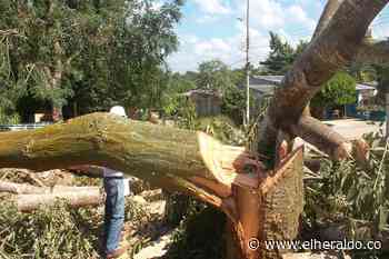 Polémica en Chinú: talan 22 árboles y el aval era para 11 - El Heraldo (Colombia)