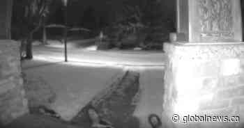 Caught on camera: 7 skunks go marching by, one by one in Calgary