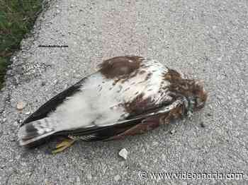 Chi ha ucciso questo grosso falco morto sulla Andria - Canosa di Puglia? - VideoAndria.com