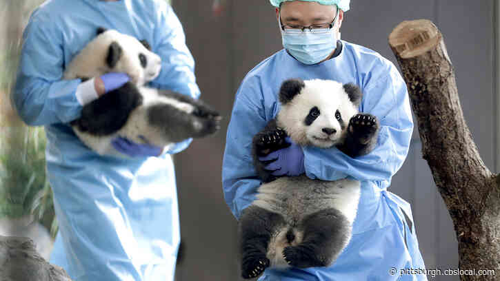 Germany’s First Baby Pandas Make Their Public Debut