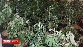 Cardiff police raid finds hundreds of cannabis plants in city house