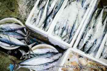 Promotional efforts boost Bristol Bay fish sales - The cordova Times