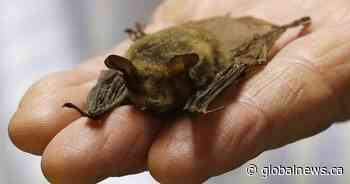 Canadians bats unlikely to harbour virus strains like new coronavirus: expert