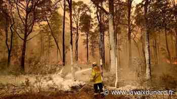 Beffroi en vert et or, plantation d'eucalyptus... Arras va exprimer son soutien à l'Australie - La Voix du Nord
