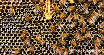 Bomberos de Sabaneta instruyen cómo atender un panal de abejas - Telemedellín