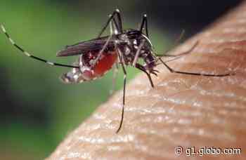 Conchal confirma mais 51 casos de dengue e já soma 219; prefeitura faz mutirão contra o Aedes - G1