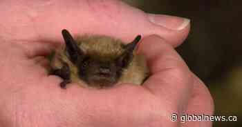 Calls skyrocket at Wildlife Rehabilitation Society of Saskatchewan’s hotline