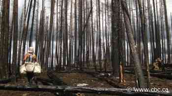 Accounts of sex assaults in B.C. tree planter camps 'deeply disturbing'