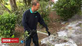 How microwaves and electricity are killing weeds