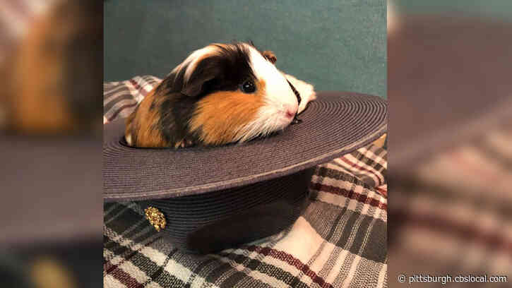 State Troopers Rescue Guinea Pigs Dumped Alongside Road