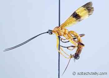 New Parasitoid Wasp Species Discovered That Can Manipulate Spider’s Behavior