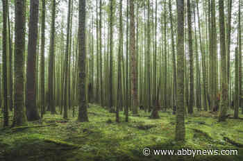B.C. man invents tree planting alarm clock