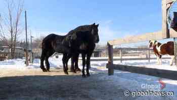 A pair of retired calèche horses happily adjusting to retirement