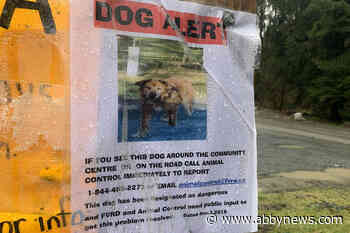 Chilliwack neighbourhood terrified after dog attacks at least seven people