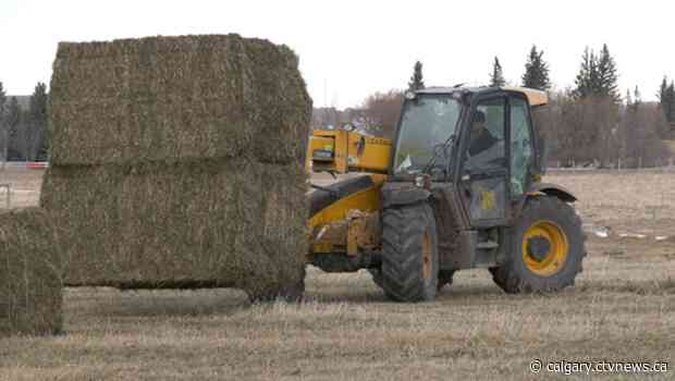 'We broke the record': Alberta farmers harvest hay in January