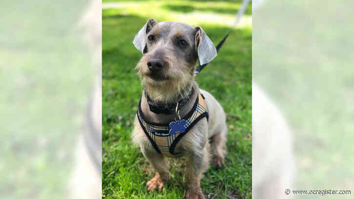 Miniature schnauzer mix Stanley just wants to be loved