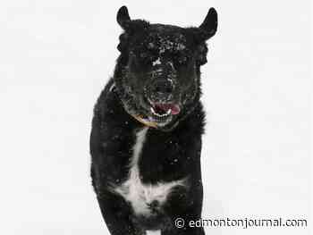 Edmonton weather: It's gorgeous outside here's a picture of a dog - Edmonton Journal