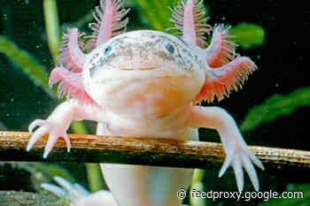 What the Axolotl's Limb-Regenerating Capabilities Have to Teach Us