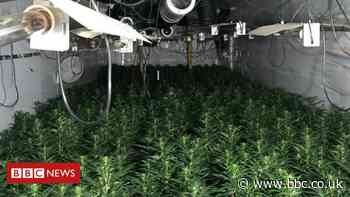 Cannabis haul 'worth £1m' seized in Gateshead and Newcastle - BBC News