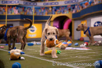 Houston Brings the Cuteness to Puppy Bowl XVI - Houstonia Magazine