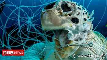 Haunting image of trapped sea turtle wins underwater photo award